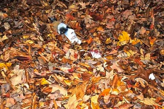Illustration for article titled Shooting Challenge Fall Leaves Gallery 4